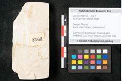 Foto (Objekt + Etikett) von Chrysophyllum atticum Unger (NHMW-GEO-2024-0188-8163)